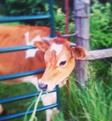 Netherfield Natural Farm Fontana ภายนอก รูปภาพ